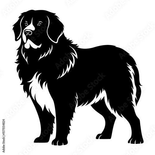 black and white dog