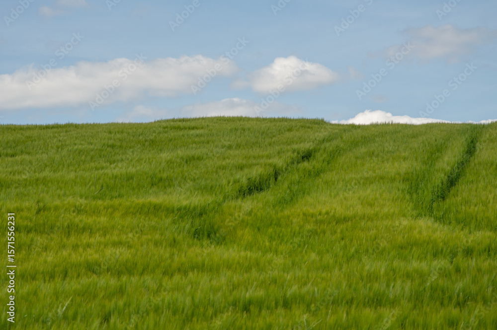 Lush green barley plants thrive in a vast field, basking in sunlight with a few fluffy clouds overhead, indicating a picturesque day Lush green barley plants thrive in a vast field, basking in sunlight with a few fluffy clouds overhead, indicating a picturesque day