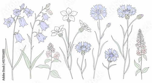 Delicate Floral Line Art Bluebells Cornflowers and White Petaled Blooms.