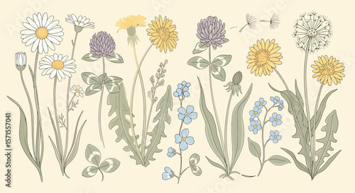 Delicate wildflower botanical illustration featuring daisies dandelions clover and forgetmenots.