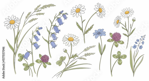 Delicate wildflower illustration featuring daisies bluebells clover and various grasses.