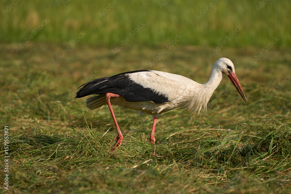 Naklejka premium Bocian biały – gatunek dużego ptaka brodzącego z rodziny bocianów. Charakteryzuje się długimi czerwonymi nogami i długim czerwonym dziobem