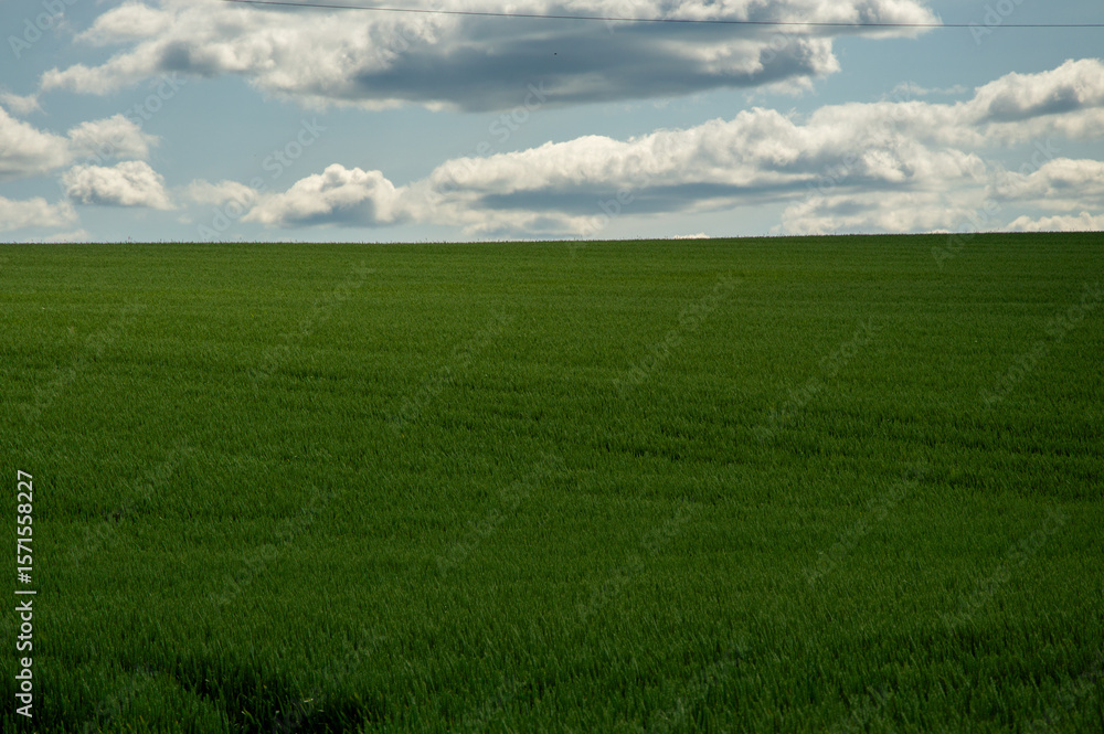 Fototapeta premium Lush green wheat field stretches across the landscape, framed by a vibrant sky adorned with fluffy clouds, showcasing nature's beauty