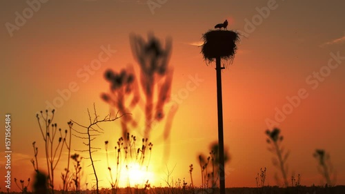 stork's nest on a power line on sunset