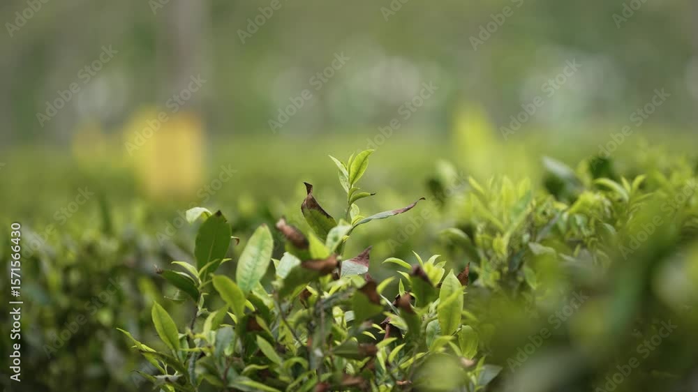 Green Tea Garden of Assam, tea leaves plucking, a scenic beauty of tea garden with great colour Green Tea Garden of Assam, tea leaves plucking, a scenic beauty of tea garden with great colour