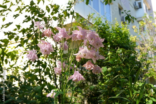 Pink Aquilegia vulgaris (european columbine) flowers in the garden of a block of apartments
