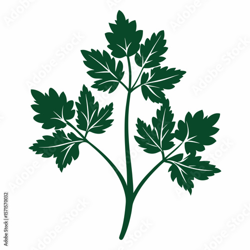 parsley isolated on white background