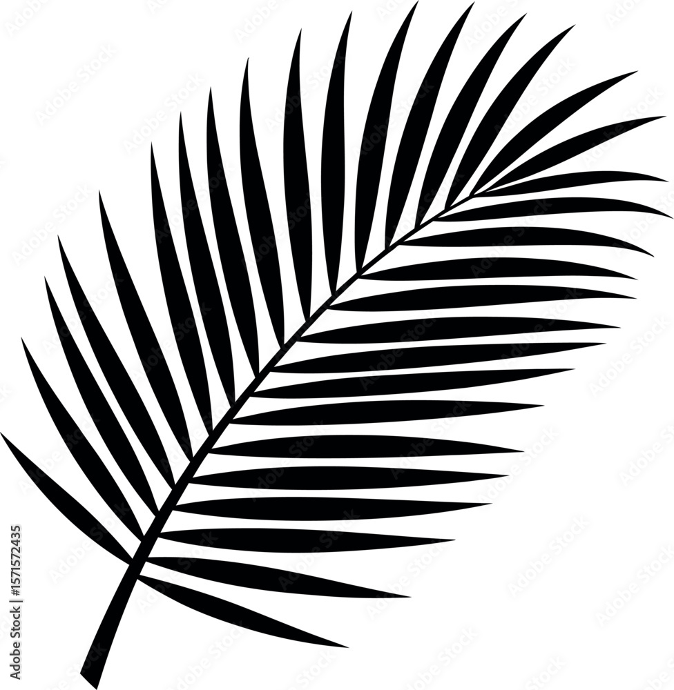 Fototapeta premium Palm Leaves silhouette on white background