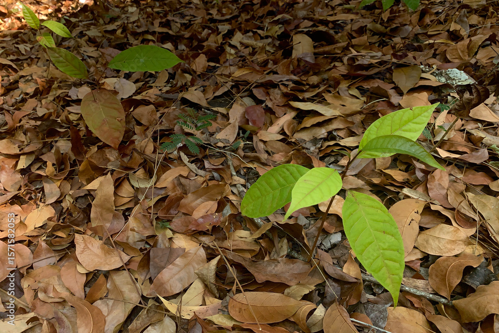 A young tree growing among dry leaves. A young tree growing among dry leaves.