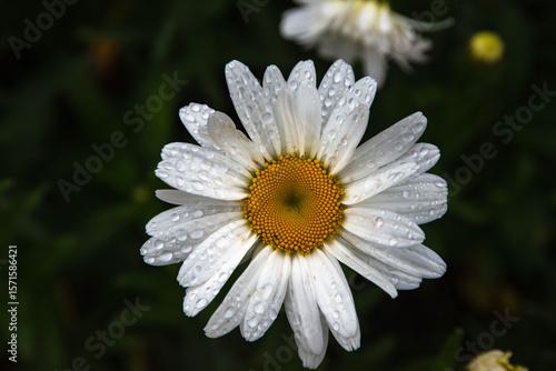 A close-up of a white daisy with a yellow center, covered in fresh raindrops, set against a dark green blurred background.