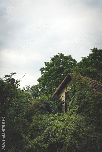 Fotografia house in overgrowth