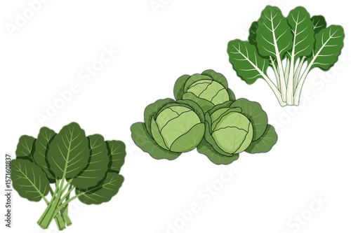 Fresh garden vegetables include spinach, chard, and cabbage presented in a simple, clean style, suitable for food-related designs or educational resources.