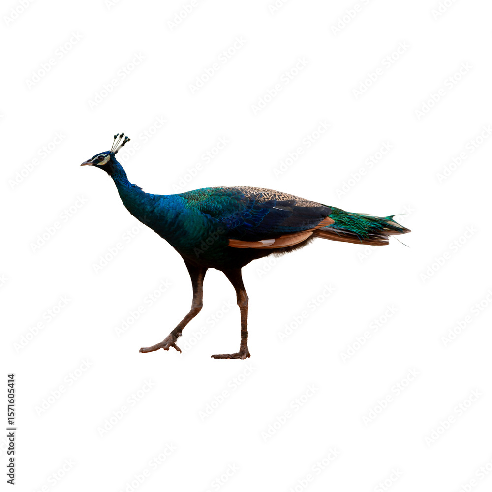 Obraz premium A beautiful blue and green peacock with colorful plumage and bright tail feathers is isolated on a white background
