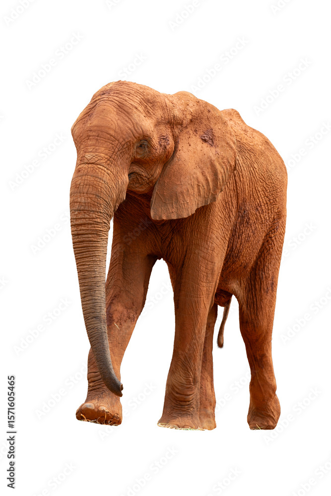 Fototapeta premium Elephant isolated on white background