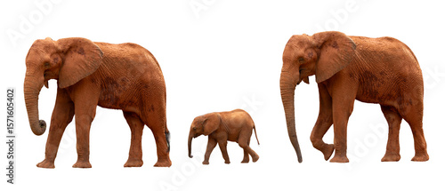 Photography A family of three elephants walking with a baby elephant walking in the center on a white background