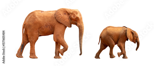 Baby elephant leads mother elephant, side view on white background.