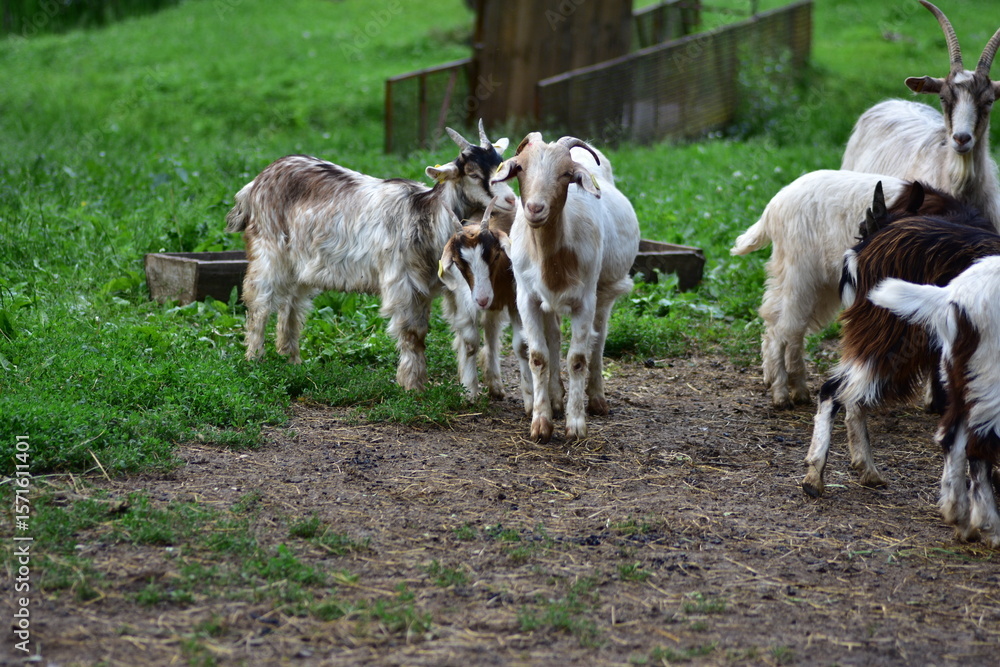 Obraz premium Group of friendly goats standing together on green pasture near wooden feeder. Close-up view of farm animals in natural environment, concept of countryside life and animal farming.
