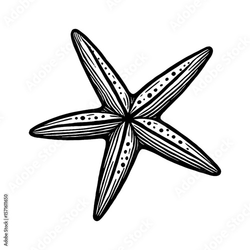 Black and White Illustration of Starfish with Intricate Line Details on White Background