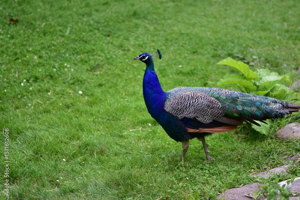 Obraz premium Male peacock standing on lush green grass with its shimmering blue and green plumage visible. Majestic bird in natural outdoor setting, symbolizing beauty, pride, and elegance.