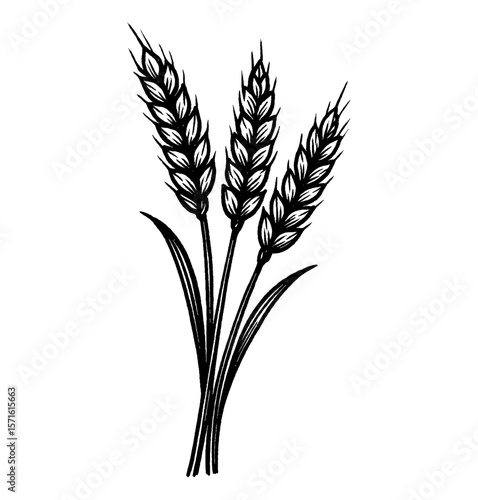 Three Black and White Wheat Stalks with Detailed Engraved Illustration on White Background