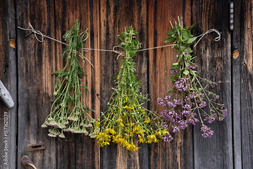Bunches of medicinal herbs are drying