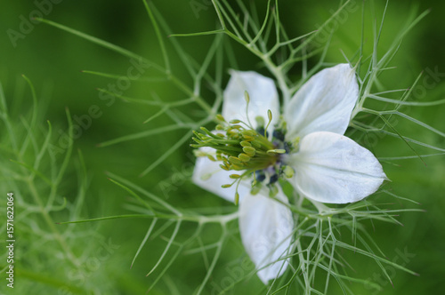 Nigella damascena (Nigella damascena)Macro.selective focus