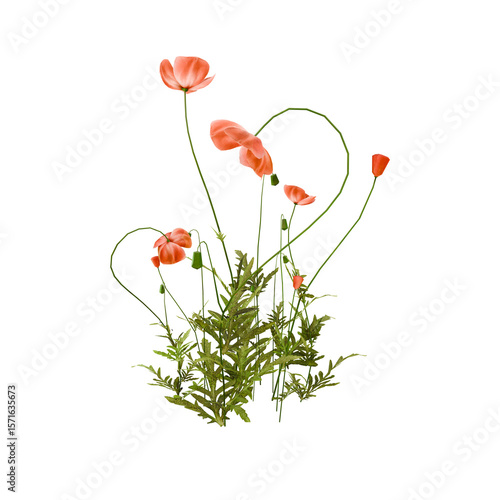 Red Poppy Flowers with Green Foliage on transparent Background – Botanical Illustration