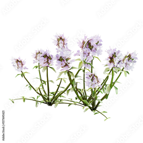 Wild Thyme (Thymus serpyllum) with Pink-Purple Flowers on transparent Background