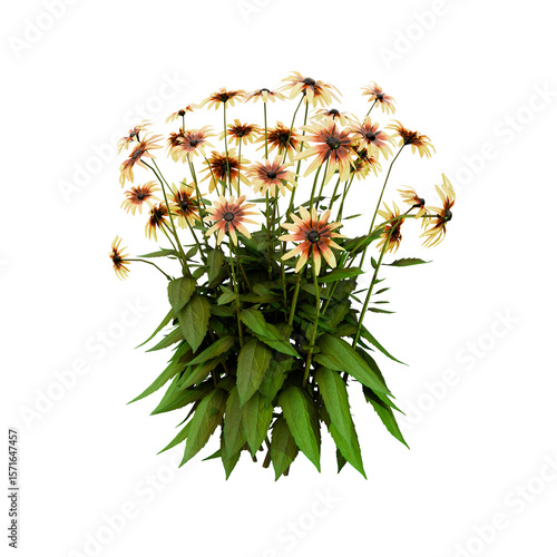 Blooming Black-Eyed Susan Flowers with Lush Green Leaves on transparent Background – High-Quality Botanical Illustration