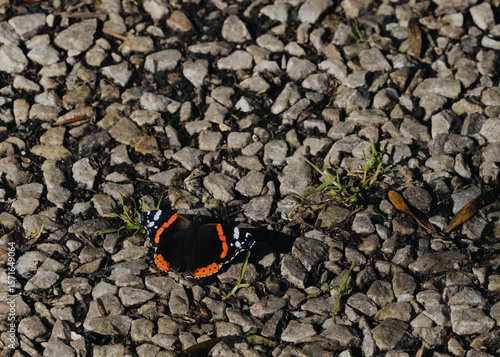 Red Admiral Butterfly Resting on a Rocky Trail