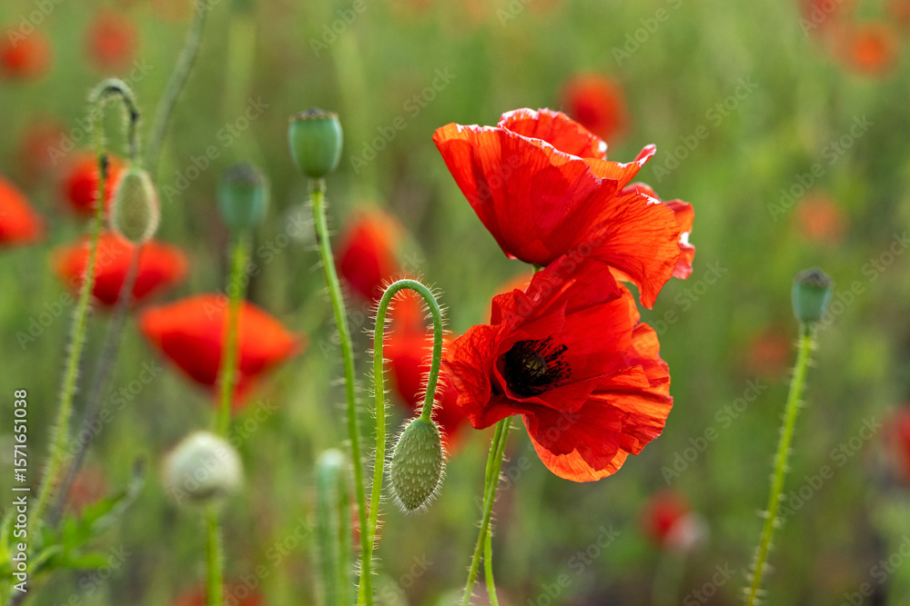 Obraz premium Beautiful summer Poppy fields, Pskov region
