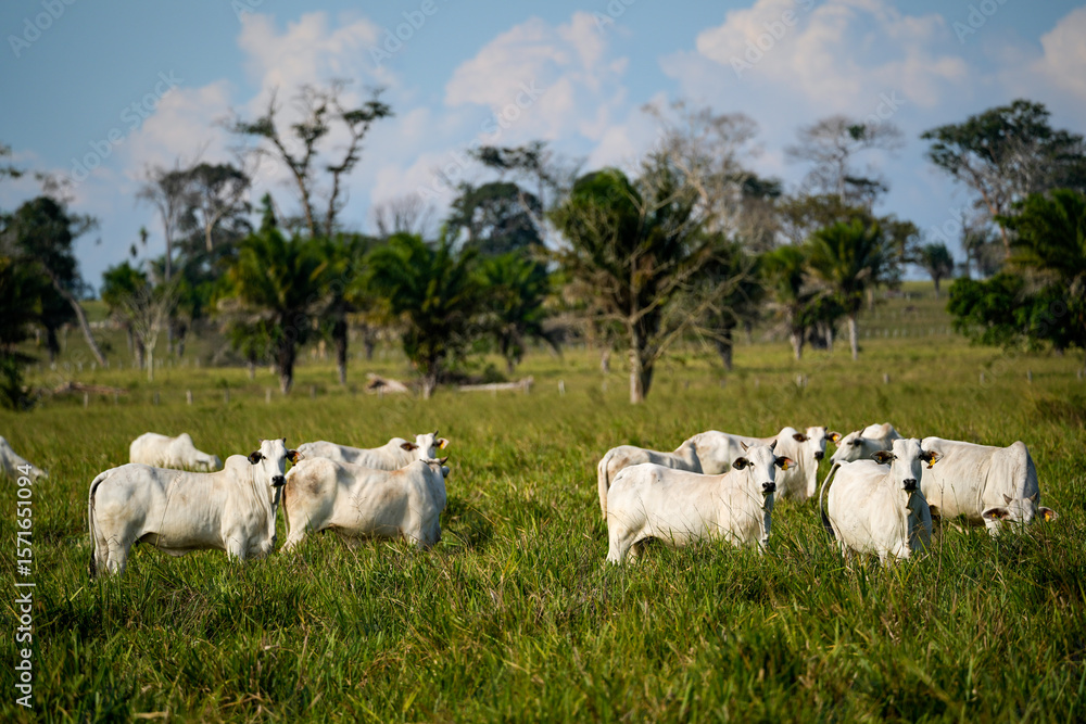 Fototapeta premium Deforestation on a farm cattle pasture in the Amazon rainforest. Concept of environment, agriculture, ecology, climate change, conservation, nature, climate crisis, global warming, co2 footprint.