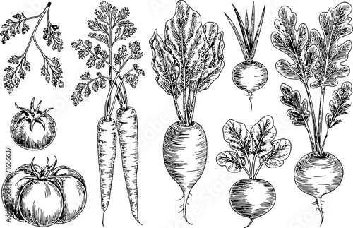 a collection of root vegetables such as carrots, radishes, and beets, along with tomatoes, all rendered in a detailed black and white sketch style. 