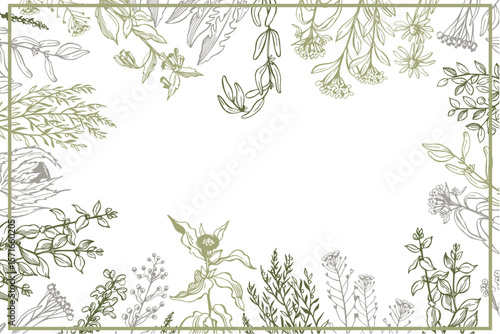 Hand-drawn wild medicinal herbs.  Vector background. Sketch  illustration.