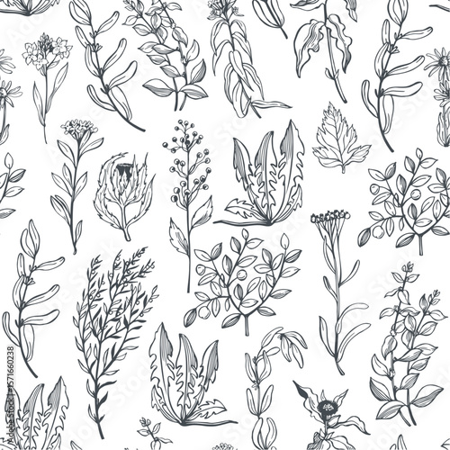 Hand-drawn wild medicinal herbs.  .Vector seamless pattern. 