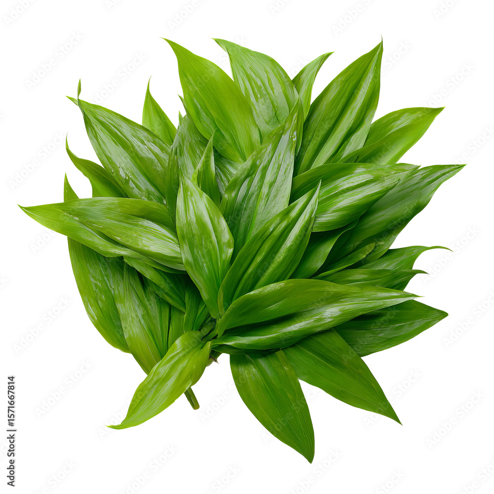 Obraz premium Fresh, vibrant green plant leaves in a visually appealing arrangement. The leaves display a healthy, glossy texture, indicative of vitality