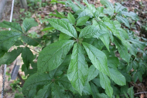 Wallpaper Mural Eleutherococcus senticosus leaves Torontodigital.ca