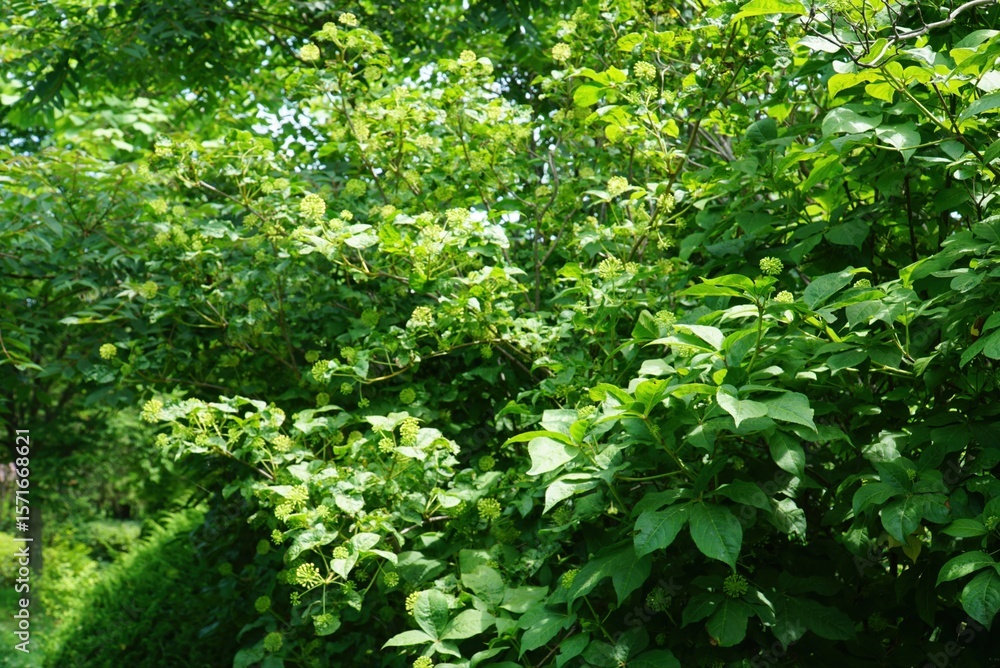Obraz premium Siberian Ginseng foliage with flower buds