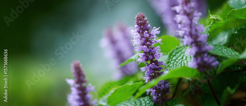 Fototapeta Naklejka Na Ścianę i Meble -  Beautiful patchouli plants blooming in a lush green garden during springtime displaying vibrant purple flowers