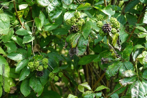 Ripening fruits of Eleutherococcus senticosus