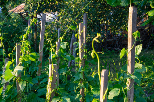 Fotografie Climbing green bean plants reach for the sun, supported by wooden stakes in a vi