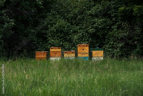 Colorful wooden beehive boxes in tall meadow grass against lush green forest – sustainable rural beekeeping, pollination and honey production concept