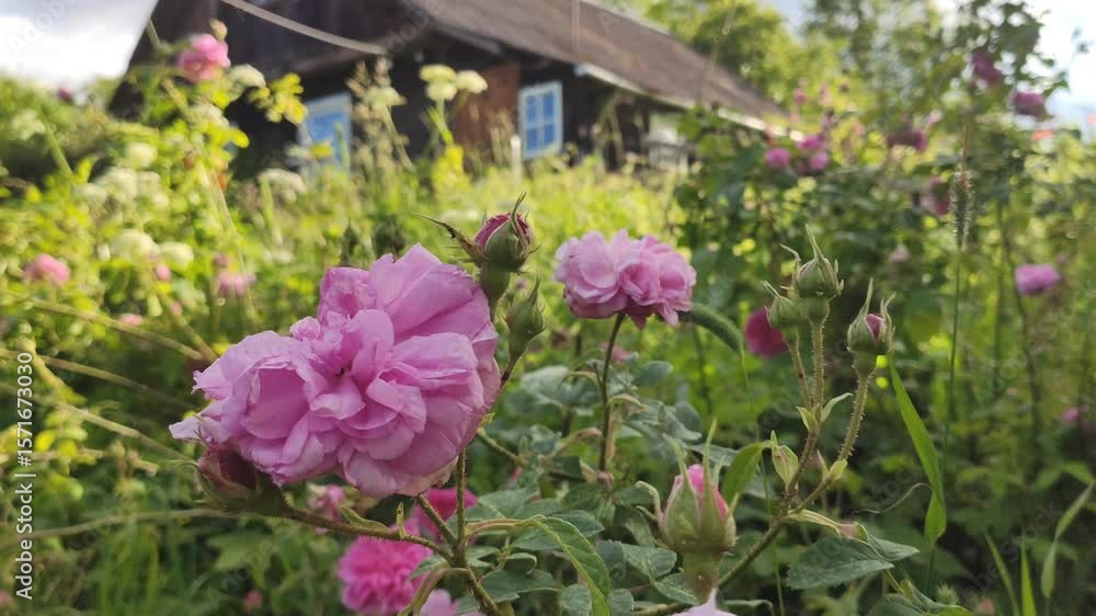 Beautiful garden roses growing near a countryside home. Beautiful garden roses growing near a countryside home.