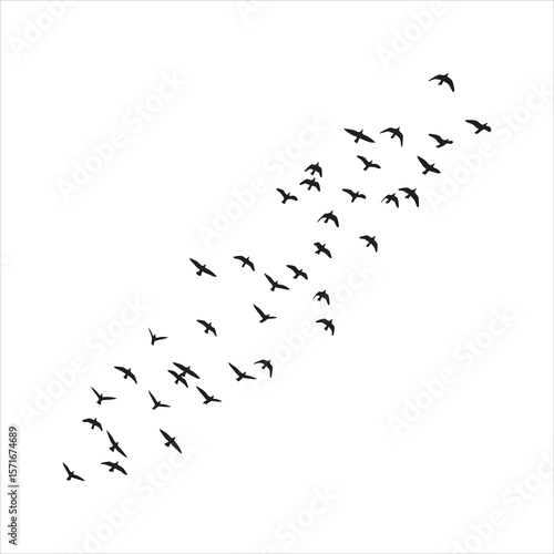 Flock of birds flying in formation silhouette isolated on white background Art & Illustration