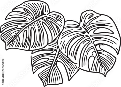 line art vector of tropical leaves of monstera