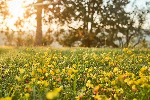 Tranquillità al tramonto tra i fiori selvatici.