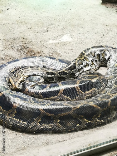 Large python resting in a zoo enclosure surrounded by sand and glass barriers during daylight hours