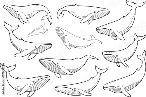 A collection of whale line drawings in various poses on a white background, marine life theme pattern
