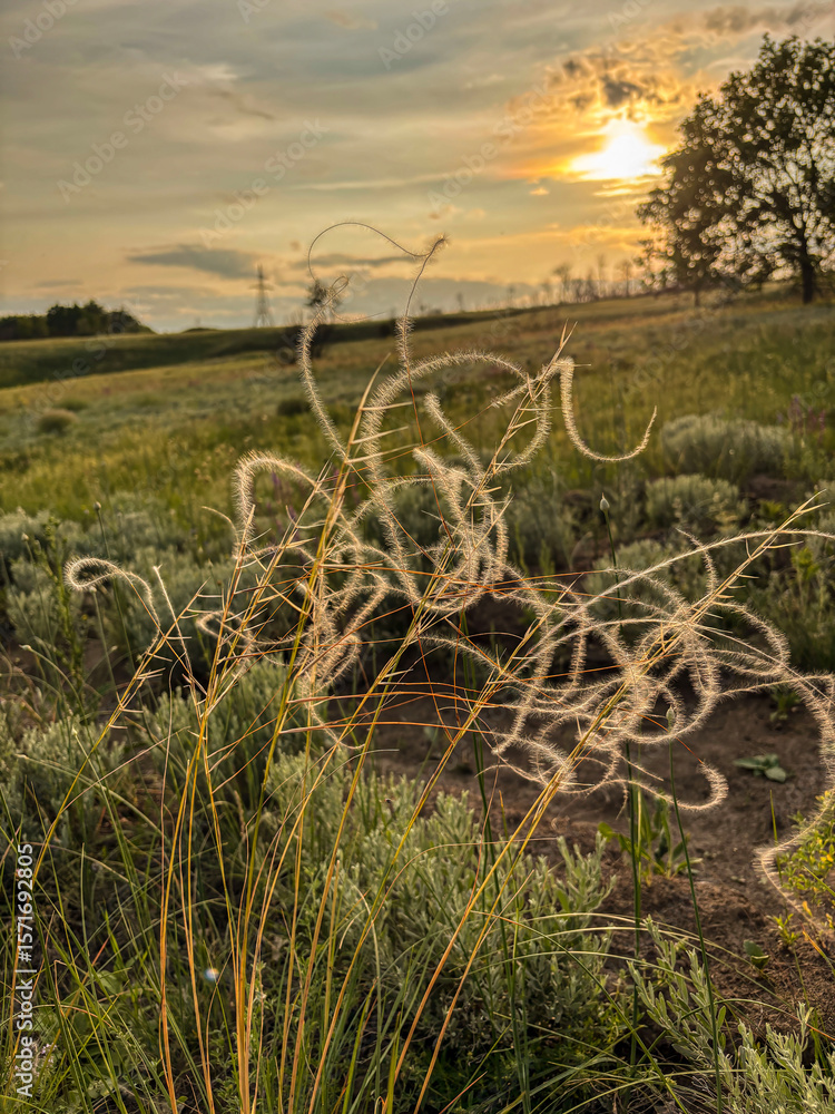 Naklejka premium Feather grass close-up on a summer field with soft backlight and natural dry earth background