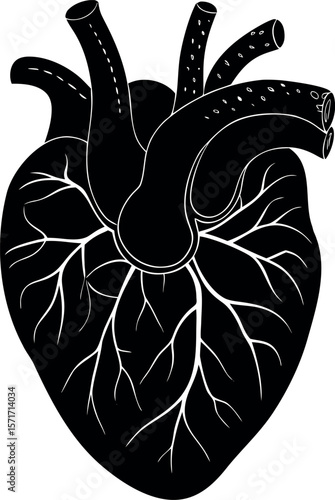 A detailed anatomical illustration of a human heart, showcasing its complex structure